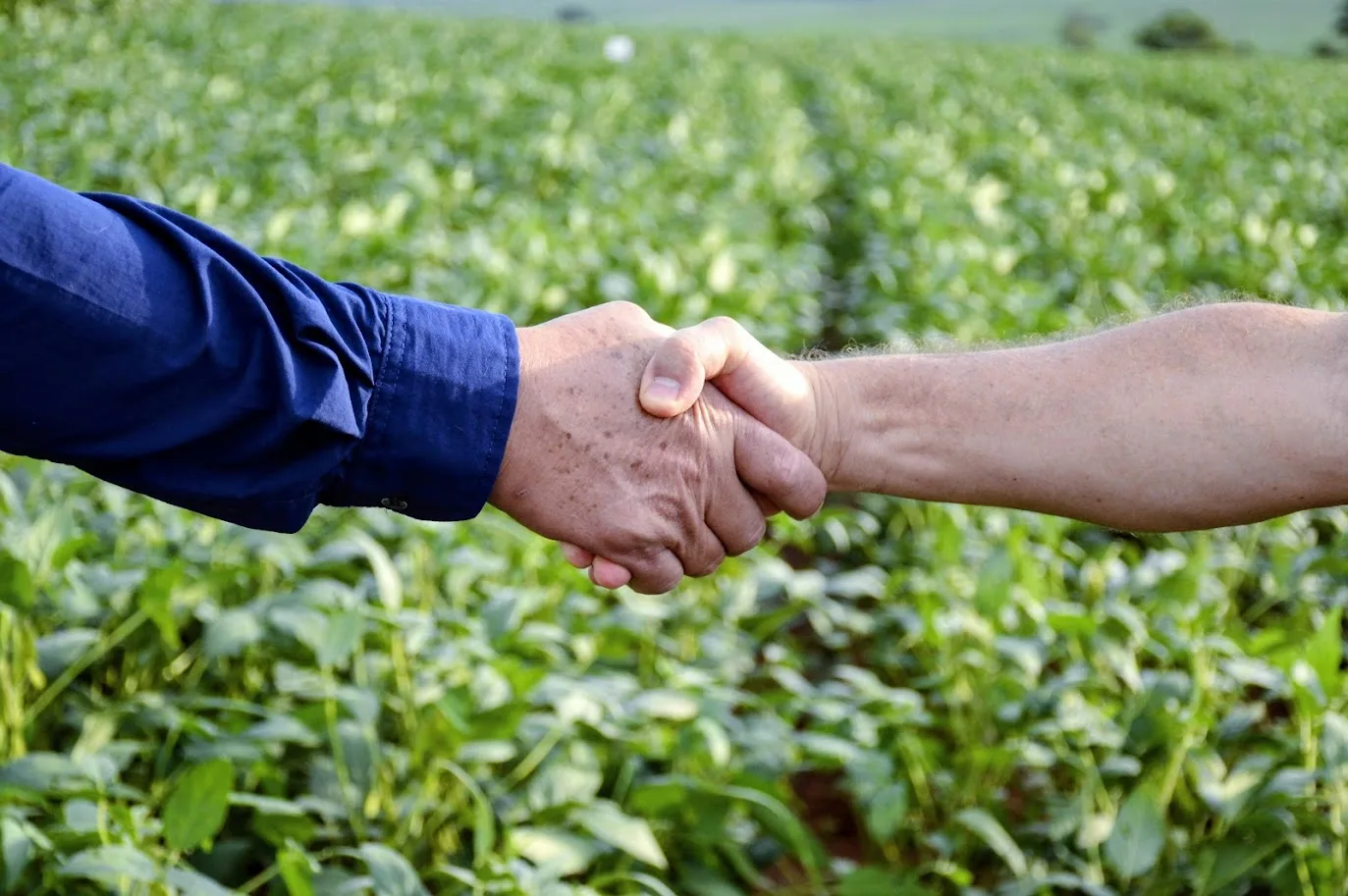 Parceria estrategica no agronegocio