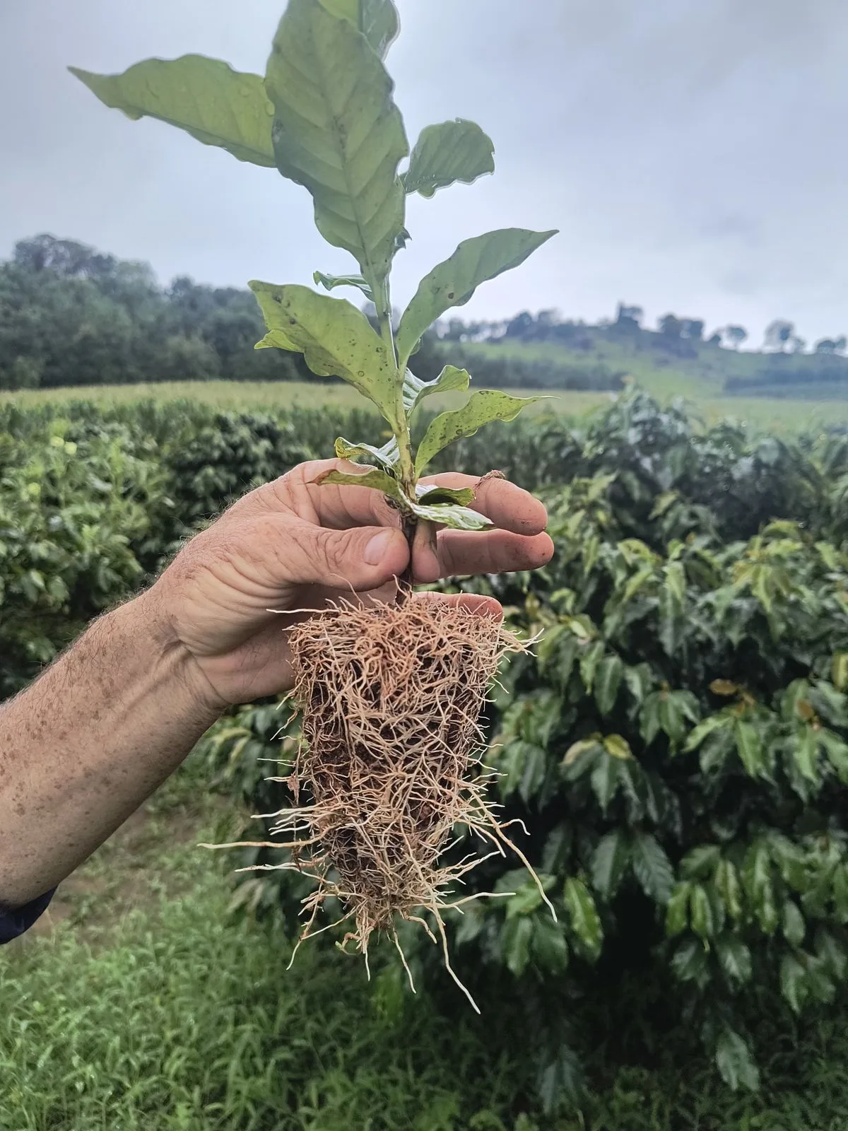 Muda agricola com raiz desenvolvida em campo